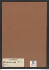 Cerataulus ovalis A. Schm. (de-Toni-Nr.: Genus 173, Species 4453) Zeichnungen Sammlung Grunow Mappe 04378 (Herbarium_W_Grunow_drawings_Folder_04378)